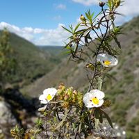 Flores de jara en el Parque Nacional de Cabañeros. Al fondo abajo, difuminados, el Boquerón del Estena, el río y la ruta.