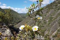 Navas de Estena en una foto: estratos del Boquerón y flor de jara. Entre unos y otra, 450 millones de años. Calma, no hay prisa.