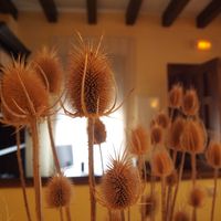 Cardencha (Dipsacus sativus). Tradicionalmente, se utilizaba para «cardar» la lana gracias a la rigidez y forma de sus espinas.