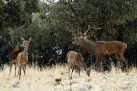Es la berrea, el periodo de celo de estos animales y uno de los espectáculos naturales más característicos del Parque Nacional. Es la berrea, el periodo de celo de estos animales y uno de los espectáculos naturales más característicos del Parque Nacional.
