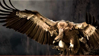 Un espacio único donde podrás observar y fotografiar aves rapaces y compartir experiencias inimaginables. Un espacio único donde podrás observar y fotografiar aves rapaces y compartir experiencias inimaginables.