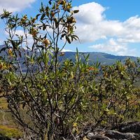 Jara pringosa en el Parque Nacional de Cabañeros, con el valle del Estena al fondo.