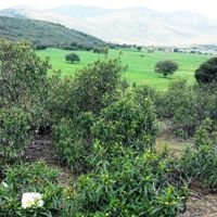 Paisaje mediterráneo con matorral de jara pringosa en un sendero de Cabañeros, con el Parque Nacional de Cabañeros al fondo.
