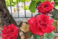 Rosas red velvet en el jardín de la casa rural La Fuente Gorda, en Navas de Estena. Detrás, detalle del suelo del solárium. Rosas red velvet en el jardín de la casa rural La Fuente Gorda, en Navas de Estena. Detrás, detalle del suelo del solárium.