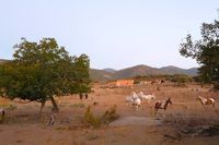 Imagen crepuscular de los prados aledaños a la casa rural La Fuente Gorda. Parque Nacional de Cabañeros al fondo.