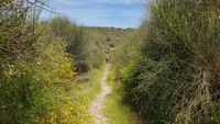Cima de la presa de Los Reales, que sirve de paso de una margen a otra del arroyo. Cima de la presa de Los Reales, que sirve de paso de una margen a otra del arroyo.