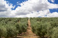 Olivar de la Finca La Pontezuela. Olivar de la Finca La Pontezuela.